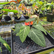 Load image into Gallery viewer, Anthurium Villenaorum, Exact Plant Ships Nationwide