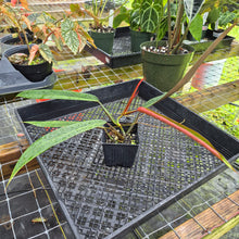 Load image into Gallery viewer, Philodendron Bicolor, Exact Plant Ships Nationwide