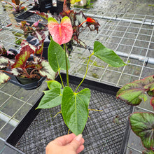 Load image into Gallery viewer, Anthurium Speckled Butterfly Shibori AFF, Exact Plant Variegated