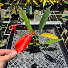 Load image into Gallery viewer, Anthurium Scherzerianum "Pig Tail" exact plant, Fedex 2day*