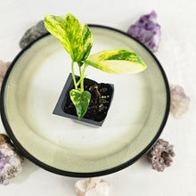 Load image into Gallery viewer, Epipremnum Pinnatum Sunburst Variegated 2.5" Pot, Fedex 2 day*