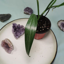 Load image into Gallery viewer, Epipremnum Amplissimum Silver Stripe Shipped Nationwide