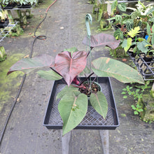 Load image into Gallery viewer, Philodendron Orange Princess Variegated exact plant, Fedex 2day*