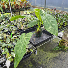 Load image into Gallery viewer, Philodendron Jose Buono Variegated exact plant, Fedex 2day*