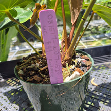 Load image into Gallery viewer, Anthurium Magnificum X Crystalinum AFF noid, exact plant, Fedex 2day*