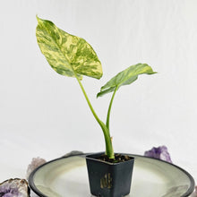 Load image into Gallery viewer, Alocasia Gageana Aurea, Exact Plant Variegated