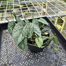 Load image into Gallery viewer, Scindapsus Silver Lady, Exact Plant