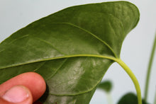 Load image into Gallery viewer, Anthurium Decipiens, 4'' pot, Ships Nationwide