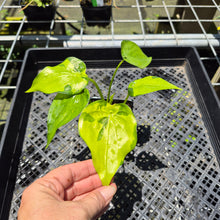 Load image into Gallery viewer, Alocasia Cucullata Banana Split Variegated exact plant, Fedex 2day*