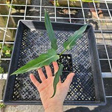 Load image into Gallery viewer, Philodendron Orchid Jungle, Exact Plant Ships Nationwide