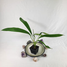 Load image into Gallery viewer, Anthurium Bakeri, Exact Plant Ships Nationwide