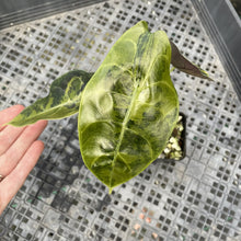 Load image into Gallery viewer, Alocasia Sedenii Aurea Variegated exact plant, Fedex 2day*