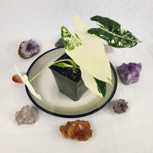 Load image into Gallery viewer, Alocasia Frydek, Exact Plant Variegated with baby