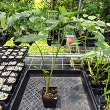 Load image into Gallery viewer, Alocasia Macrorrhiza Shock Treatment Variegated exact plant, Fedex 2day*