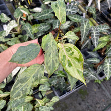 Load image into Gallery viewer, Philodendron Gloriosum Snow Leopard variegated 2.5" pot, FedEx 2day*
