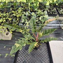 Load image into Gallery viewer, Philodendron Ring Of Fire Variegated exact plant, Fedex 2day*