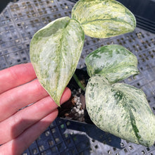Load image into Gallery viewer, Scindapsus Peasun Variegated 2.5" pot, Fedex 2day*