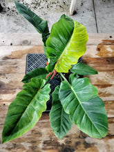 Load image into Gallery viewer, Philodendron Jungle Fever Mint, Exact Plant Variegated Ships Nationwide
