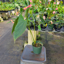 Load image into Gallery viewer, Anthurium Shibori, Exact Plant Variegated Ships Nationwide