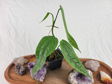 Load image into Gallery viewer, Anthurium Sp. Limon, Exact Plant Ships Nationwide