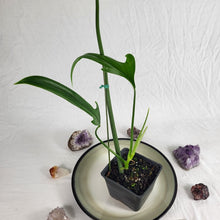 Load image into Gallery viewer, Philodendron Holtonianum, Exact Plant