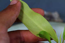 Load image into Gallery viewer, Philodendron Thai Sunrise Exact Plant Ships nationwide