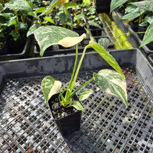Load image into Gallery viewer, Monstera Creme Brulee , Exact Plant Variegated Ships Nationwide