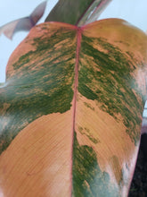 Load image into Gallery viewer, Strawberry Shake, Exact Plant, variegated Philodendron