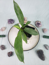 Load image into Gallery viewer, Gageana Aurea, Exact Plant, variegated Alocasia