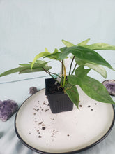 Load image into Gallery viewer, Florida Ghost, exact plant, Philodendron, ships nationwide