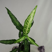Load image into Gallery viewer, Syngonium Angustatum Little Star 4" pot, Fedex 2day*