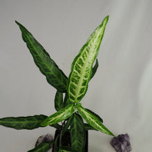 Load image into Gallery viewer, Syngonium Angustatum Little Star 4" pot, Fedex 2 day*