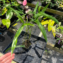 Load image into Gallery viewer, Philodendron Holtonianum 4" pot, Fedex 2day*