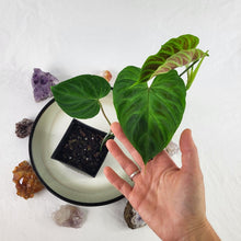 Load image into Gallery viewer, Philodendron Verrucosum 4" pot, Fedex 2 day*