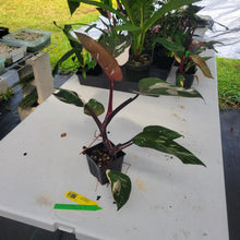 Load image into Gallery viewer, Philodendron Red Anderson, Exact Plant Ships Nationwide