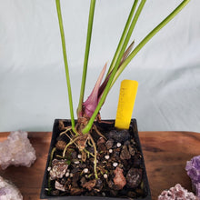 Load image into Gallery viewer, Anthurium Propinquum 4" pot, Fedex 2 day*
