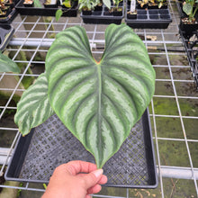 Load image into Gallery viewer, Philodendron Plowmanii 'Round Form' exact plant, Fedex 2day*