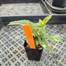 Load image into Gallery viewer, Syngonium Red Spot Tricolor Variegated exact plant, Fedex 2day*