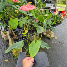 Load image into Gallery viewer, Anthurium Shibori, Exact Plant Variegated Ships Nationwide