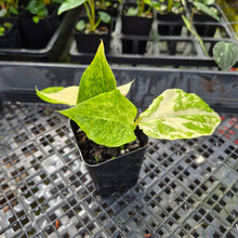 Load image into Gallery viewer, Zamioculcas Zamiifolia Wild Form ZZ, Exact Plant Variegated Ships Nationwide