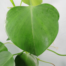 Load image into Gallery viewer, Philodendron Microstictum. Shipped Nationwide