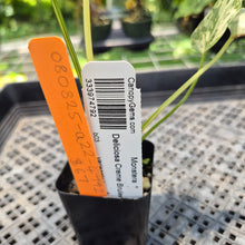 Load image into Gallery viewer, Monstera Deliciosa Creme Brulee variegated exact plant, Fedex 2day*