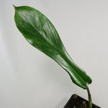 Load image into Gallery viewer, Philodendron Joepii, 2.5” pot, Fedex 2 day*