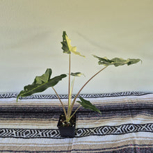 Load image into Gallery viewer, Alocasia sarian Albo, Exact Plant Ships Nationwide.