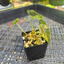 Load image into Gallery viewer, Alocasia Azlanii Aurea variegated , Exact Plant Ships Nationwide