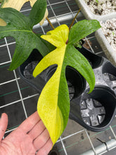 Load image into Gallery viewer, Philodendron Florida Beauty, Exact Plant Variegated