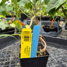 Load image into Gallery viewer, Philodendron Quercifolium x Pedatum, Exact Plant