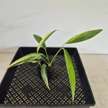 Load image into Gallery viewer, Epipremnum Amplissimum Variegated exact plant, Fedex 2day*