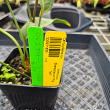 Load image into Gallery viewer, Anthurium Scherzerianum "Pig Tail", Exact Plant Ships Nationwide