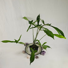 Load image into Gallery viewer, Philodendron Longilobatum Lelano Miyano, Exact Plant Large, mature
